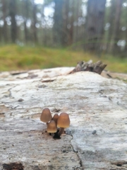 Mycena subgalericulata