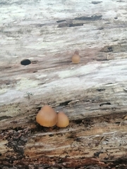 Mycena subgalericulata