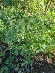 Chenopodium opulifolium