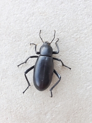 Eleodes longicollis