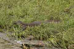 Varanus niloticus