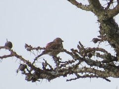 Passer rufocinctus