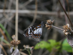 Danaus affinis