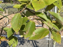 Ulmus americana