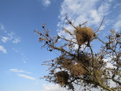 Pseudonigrita arnaudi