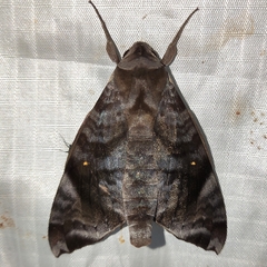 Acosmeryx pseudonaga