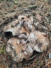 Agaricus sylvaticus