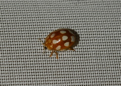 Calvia decemguttata