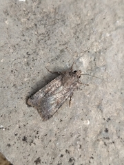 Agrotis trux