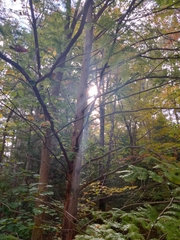 Metasequoia glyptostroboides