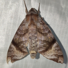 Acosmeryx pseudonaga