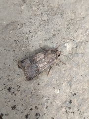 Agrotis trux