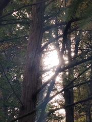 Metasequoia glyptostroboides