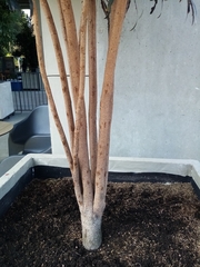 Plerandra elegantissima