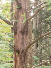 Metasequoia glyptostroboides