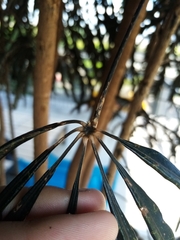 Plerandra elegantissima