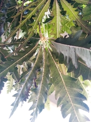 Plerandra elegantissima