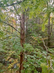 Metasequoia glyptostroboides