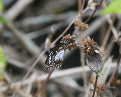Danaus affinis