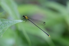 Coeliccia chromothorax