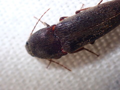 Elateroidea