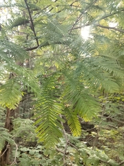 Metasequoia glyptostroboides