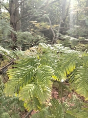 Metasequoia glyptostroboides