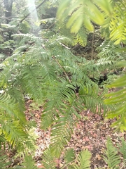 Metasequoia glyptostroboides