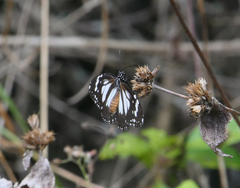 Danaus affinis
