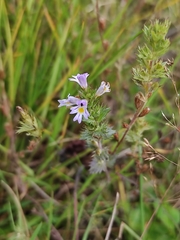 Euphrasia