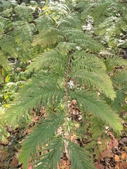 Metasequoia glyptostroboides