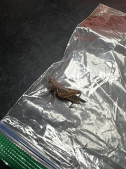 Melanoplus ponderosus
