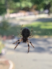 Larinioides cornutus