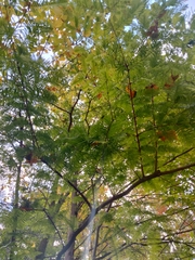 Metasequoia glyptostroboides