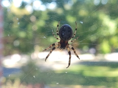 Larinioides cornutus