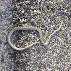 Hemorrhois hippocrepis