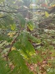 Metasequoia glyptostroboides