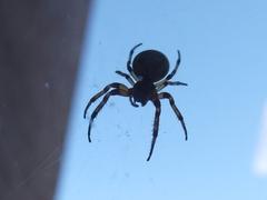 Larinioides cornutus