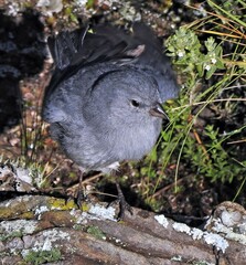 Geospizopsis unicolor