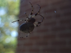 Larinioides cornutus