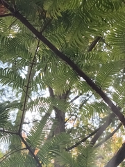 Metasequoia glyptostroboides