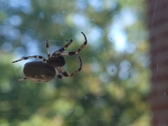 Larinioides cornutus