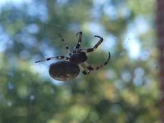 Larinioides cornutus