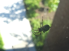 Larinioides cornutus