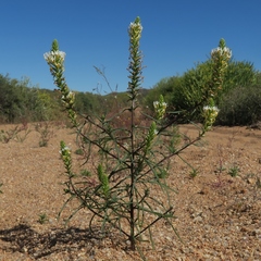 Hebenstretia parviflora