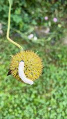 Macremphytus testaceus