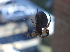 Larinioides cornutus