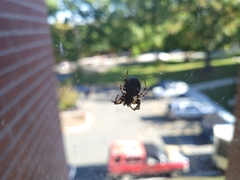 Larinioides cornutus