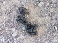 Hystrix africaeaustralis