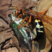 Cicada-killer Wasps - Photo (c) Rob Curtis, some rights reserved (CC BY-NC-SA), uploaded by Rob Curtis